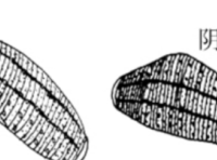 水蛭的生物特性:变温、冬眠、繁殖