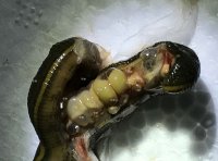 水蛭受孕、交配图示