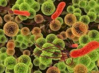 光合细菌在水产养殖的应用,水蛭养殖可有效参考,附培育方法