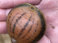 水蛭种蛭的挑选和产床建设