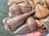 水蛭养殖繁殖周期和年养殖批数详解