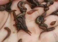 幼苗满月前养殖