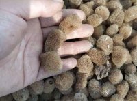 取茧、人工孵化、孵化阶段筛查、选茧