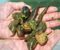 苗下水、增氧操作、养殖水参数