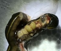 水蛭受孕、交配图示