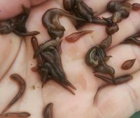 幼苗满月前养殖