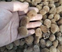 取茧、人工孵化、孵化阶段筛查、选茧