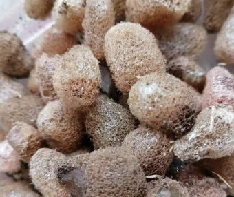 宽体金线蛭种苗哪里来的