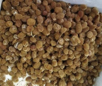 种蛭规格、产床土质要求、产床设计、下种