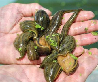 苗下水、增氧操作、养殖水参数