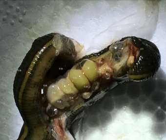 水蛭受孕、交配图示