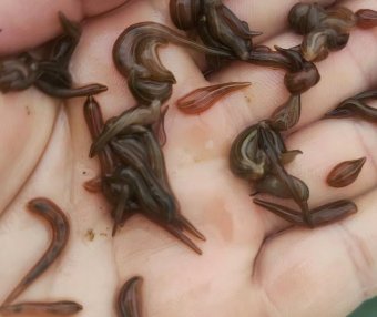 幼苗满月前养殖