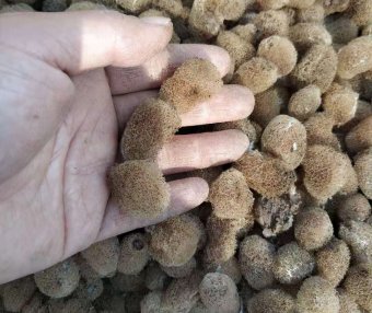 取茧、人工孵化、孵化阶段筛查、选茧