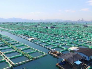 宽体金线水蛭(蚂蝗)养殖的模式