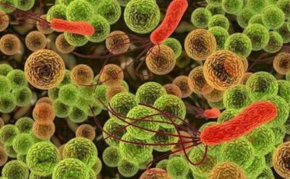 光合细菌在水产养殖的应用,水蛭养殖可有效参考,附培育方法