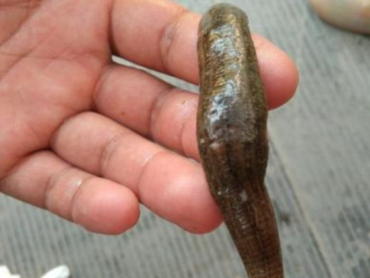 高温季节水蛭的疾病预防和日常管理