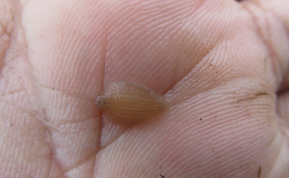 水蛭养殖池里看到的白色的有点儿像小水蛭的虫子是什么？