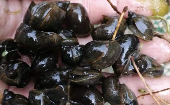 宽体金线蛭养殖的必要条件！