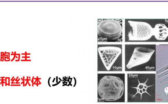 认识硅藻,水蛭养殖的常用藻种之一