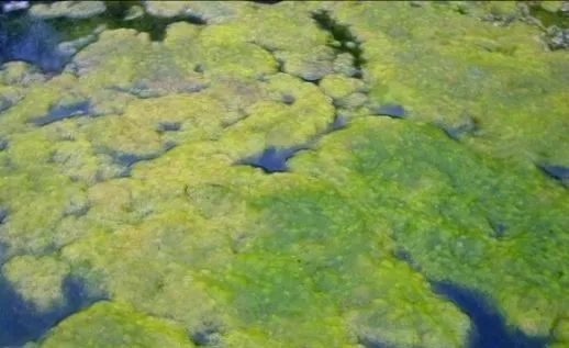 什么是“毒水症”，水蛭得的气泡病鱼也会得喔