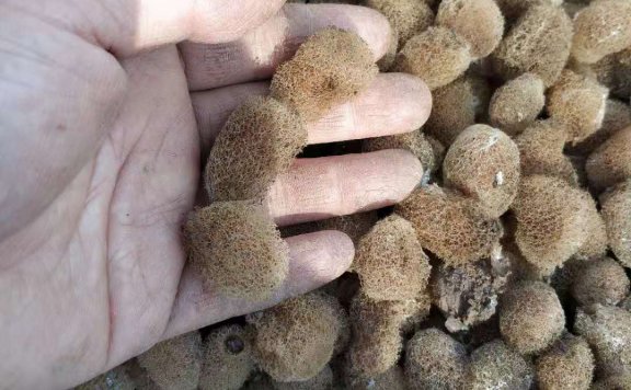 取茧、人工孵化、孵化阶段筛查、选茧