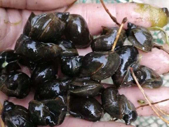 宽体金线蛭养殖的必要条件！