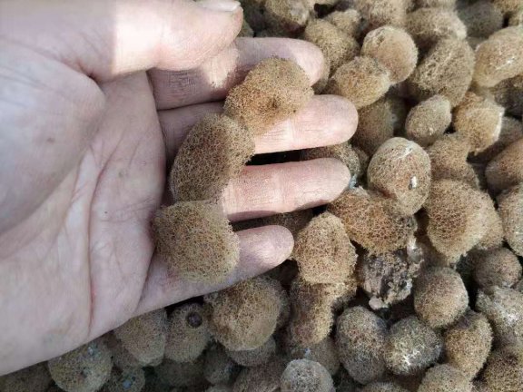 取茧、人工孵化、孵化阶段筛查、选茧