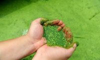 蓝藻的危害和防治,严防倒藻