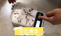 到当涂县创源水蛭合作社提水蛭苗过程，大家注意水蛭数量