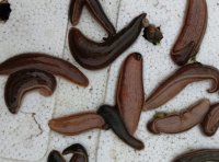 水肿、肠炎、白点病的症状和预防处理