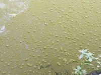 水蛭汽泡病:水中的主要溶解气体