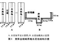 宽体金线蛭水泥池养殖技术研究