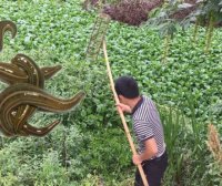 水蛭养殖有诀窍，养殖池里种水草，提升产量存活高