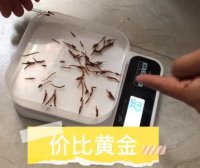 水蛭种苗价比黄金，为了存活高，大叔上千公里自提