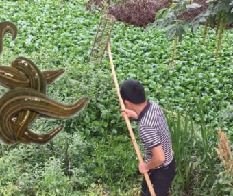 水蛭养殖有诀窍，养殖池里种水草，提升产量存活高