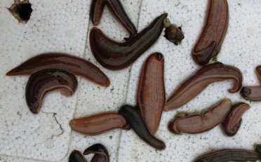 水肿、肠炎、白点病的症状和预防处理