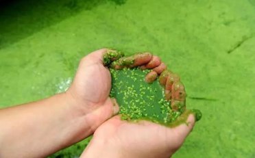 蓝藻的危害和防治,严防倒藻