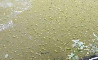 水蛭汽泡病：水中的主要溶解气体