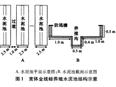 宽体金线蛭水泥池养殖技术研究