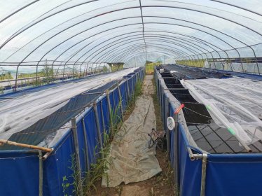 大棚+水槽养殖模式简要说明