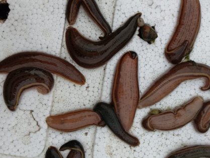 水肿、肠炎、白点病的症状和预防处理