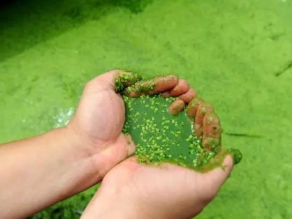 蓝藻的危害和防治,严防倒藻
