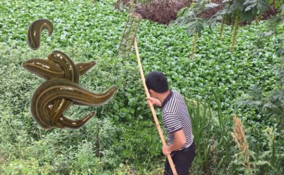 水蛭养殖有诀窍，养殖池里种水草，提升产量存活高
