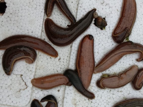 水肿、肠炎、白点病的症状和预防处理