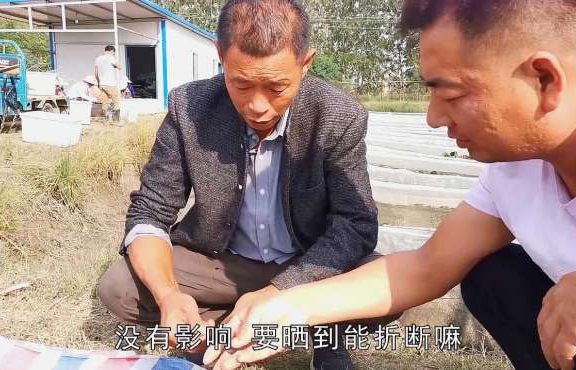 晒干的蚂蟥1斤能卖600多,形状短的为何比长的值钱?