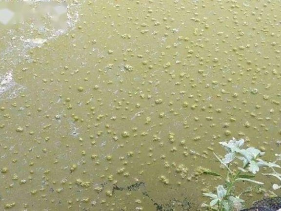 水蛭汽泡病:水中的主要溶解气体