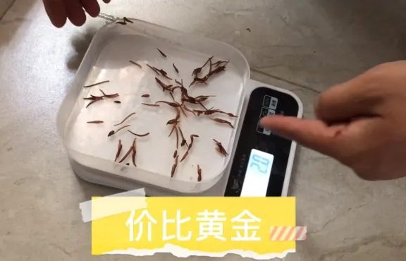 水蛭种苗价比黄金,为了存活高,大叔上千公里自提