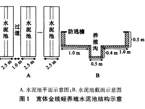 宽体金线蛭水泥池养殖技术研究