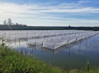 宽体金线蛭养殖场选址的一些注意事项