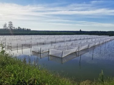 宽体金线蛭养殖场选址的一些注意事项